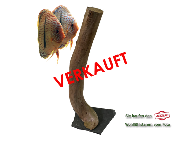 Diskus Wohlfühlstamm Original Nr.39 Höhe 52cm