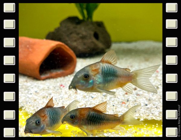 Corydoras venezuelanus „Orange“ 3-3,5cm