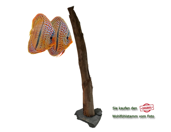 Diskus Wohlfühlstamm Original Nr.32 Höhe 50cm