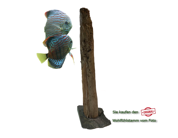 Diskus Wohlfühlstamm Original Nr.191 Höhe 55cm