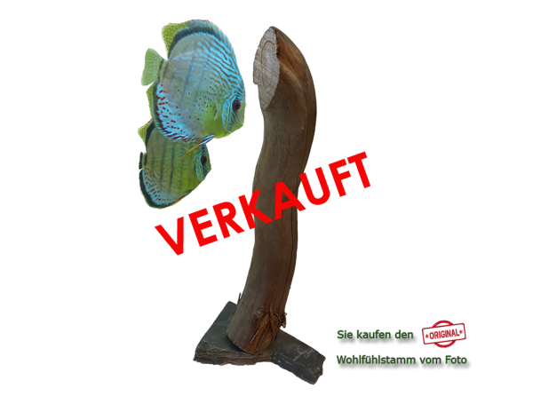 Diskus Wohlfühlstamm Original Nr.186 Höhe 48cm
