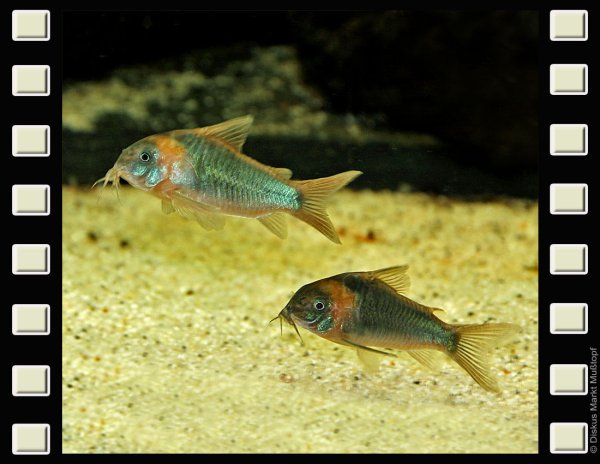 Corydoras eques 5-5,5cm