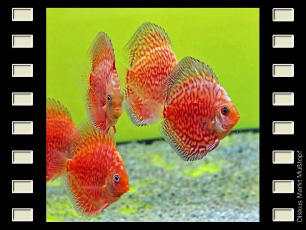 Stardust Virgin Red 7-8cm