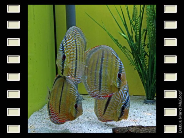 WF Ica 15-16cm