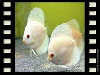 Platinum 7-8cm