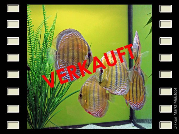 WF Nhamunda Semi Royal 16-17cm