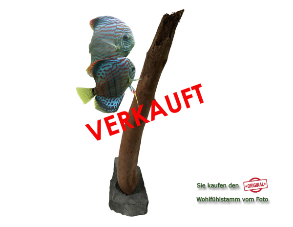 Diskus Wohlfühlstamm Original Nr.11 Höhe 49cm
