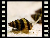 Raubschnecke - Anentome helena