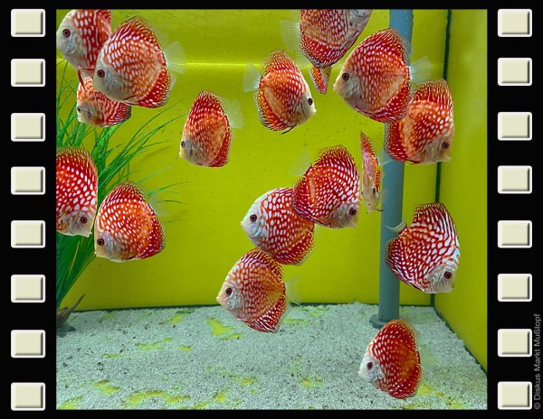 Red Dragon "Polka Dot" 8cm