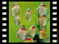 Kohaku 7-8cm