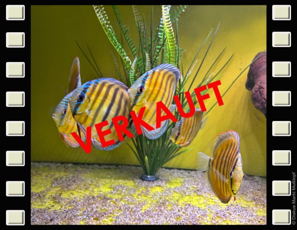 WF Lago Tureré 12-13cm