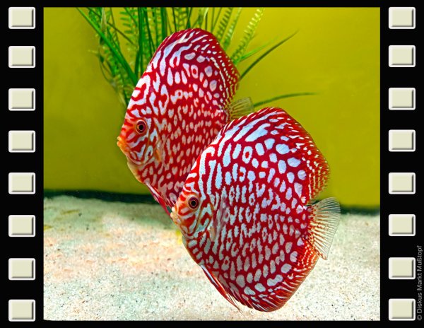 Red Jaguar 15-16cm
