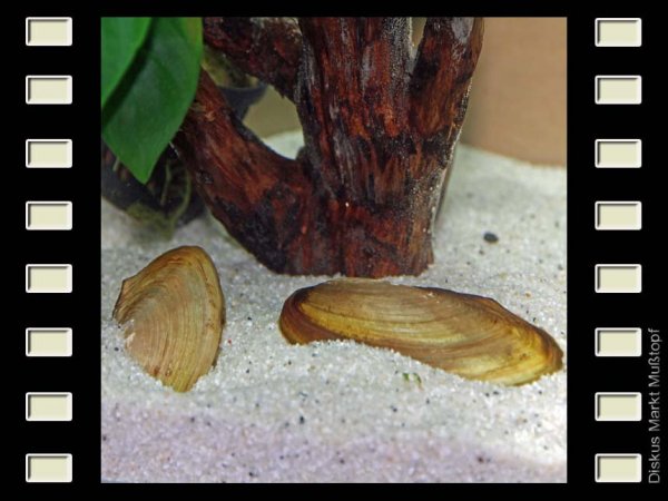 Tropische Süßwassermuschel ca. 8cm