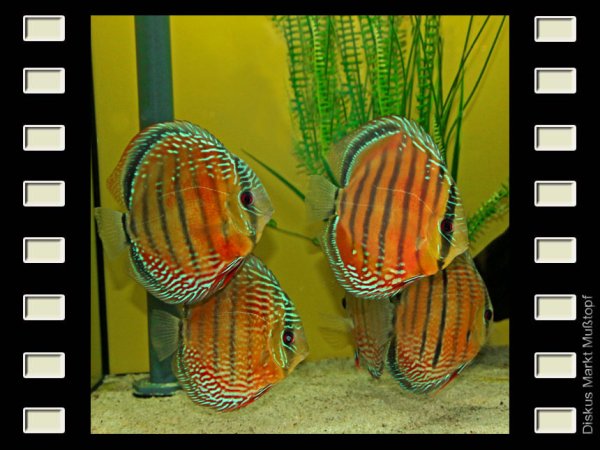 WF Paraconi Red 15-17cm