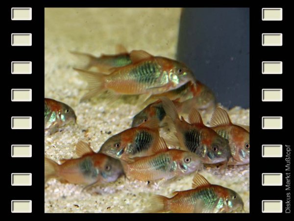 Corydoras aeneus "Orange Venezuela" 3 cm