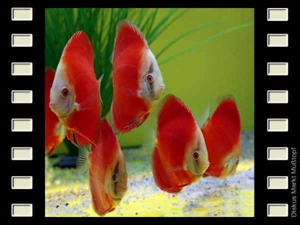 Super San Merah 10cm
