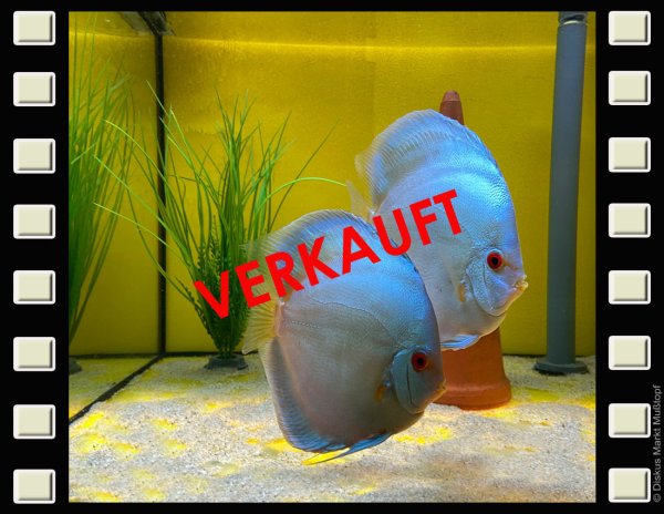 Blue Diamond Zuchtpaar