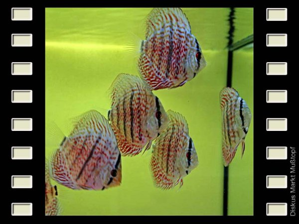 Mosaic x Heckel 7-8cm