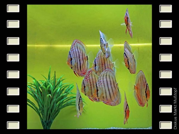 Barra Mansa 10cm