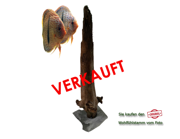 Diskus Wohlfühlstamm Original Nr.17 Höhe 63cm