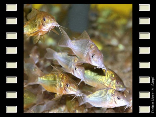 Brochis splendens 3-4cm
