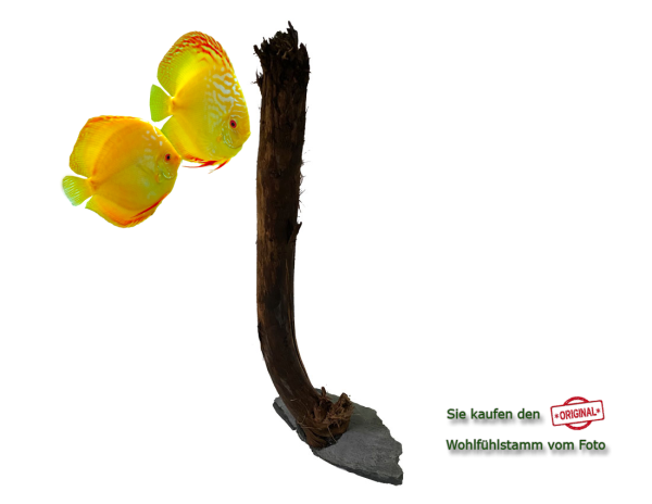 Diskus Wohlfühlstamm Original Nr.13 Höhe 52cm