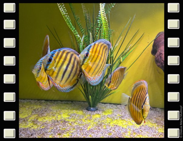 WF Lago Tureré 12-13cm