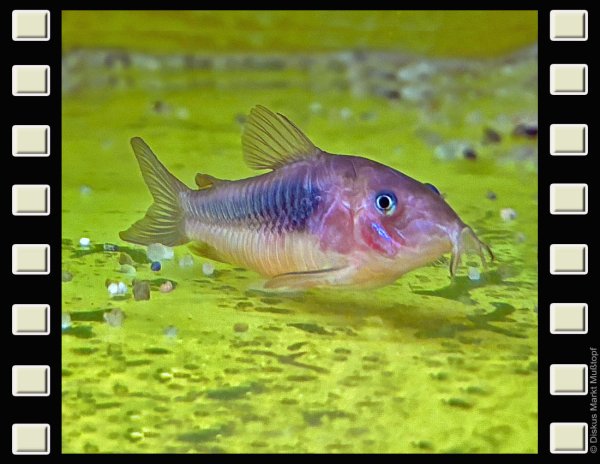 Corydoras aeneus XL 5-6cm