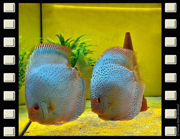 Blue Scorpion Zuchtpaar
