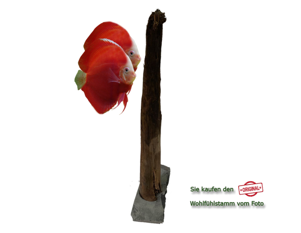 Diskus Wohlfühlstamm Original Nr.36 Höhe 51cm