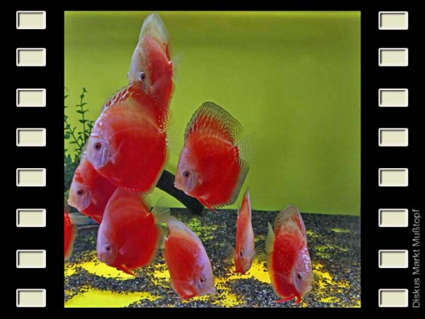 White Diamond Red 10cm