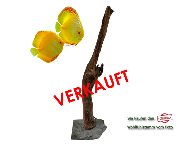 Diskus Wohlfühlstamm Original Nr.20 Höhe 61cm