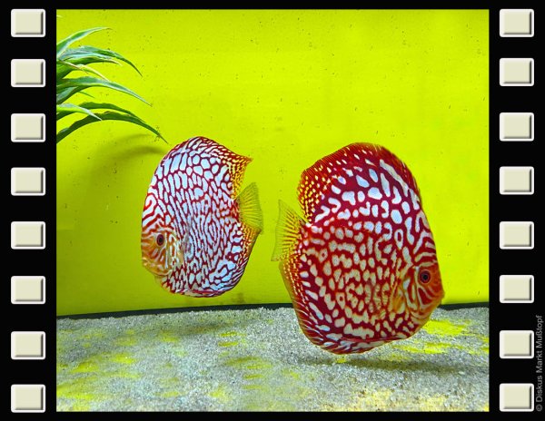 Red Dragon "Polka Dot" 15-16cm