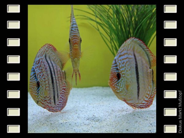 Japura x Heckel 15-16cm