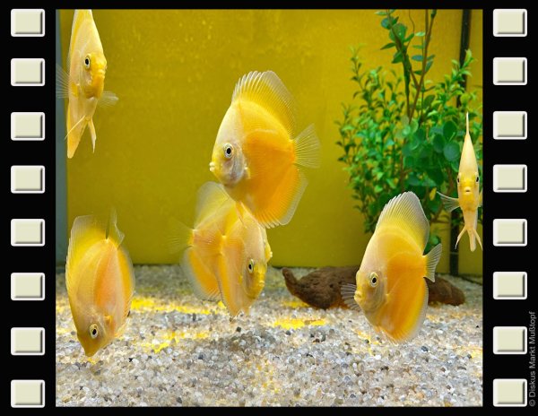 White and Gold 7-8cm