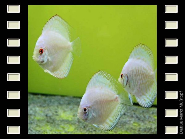 White Butterfly 7-8cm
