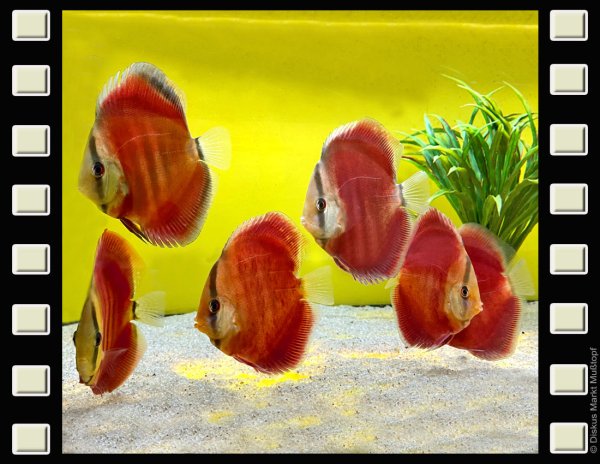 San Merah 10cm