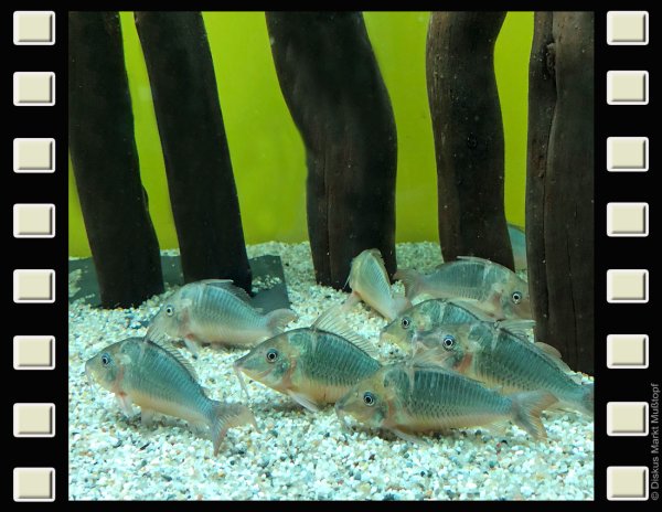 Brochis multiradiatus 9-10cm