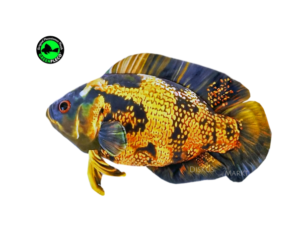 GreenPleco - Oscar Fish Yellow Plüschtier