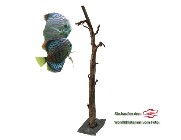 Diskus Wohlfühlstamm Original Nr.168 Höhe 58cm