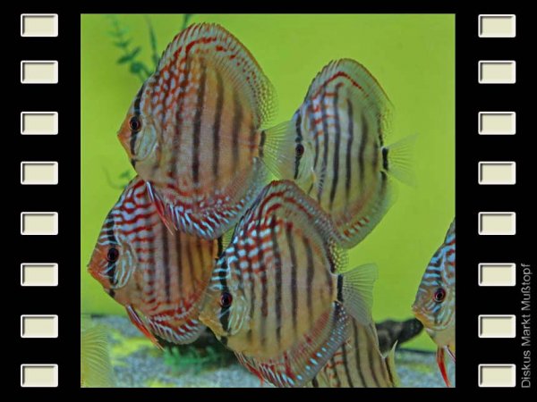 Jatapu Royal x Rot Türkis 10cm