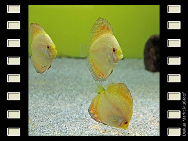 Yellow Scorpion 7-8cm