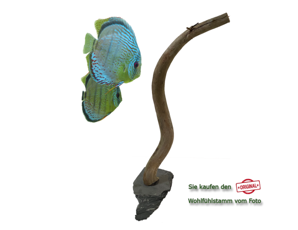 Diskus Wohlfühlstamm Original Nr.211 Höhe 50cm