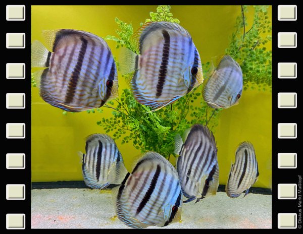 WF Blue Face Heckel Nhamunda 15cm
