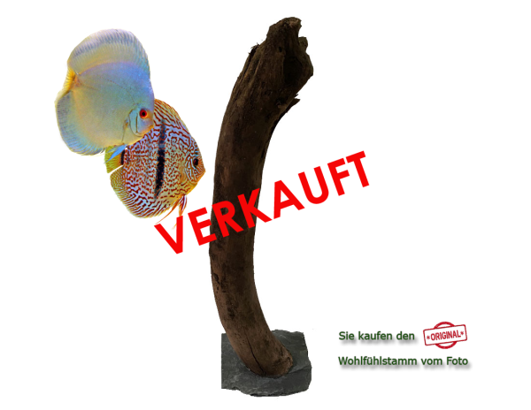 Diskus Wohlfühlstamm Original Nr.33 Höhe 52cm