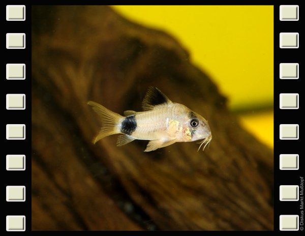 Corydoras panda 3-3,5cm