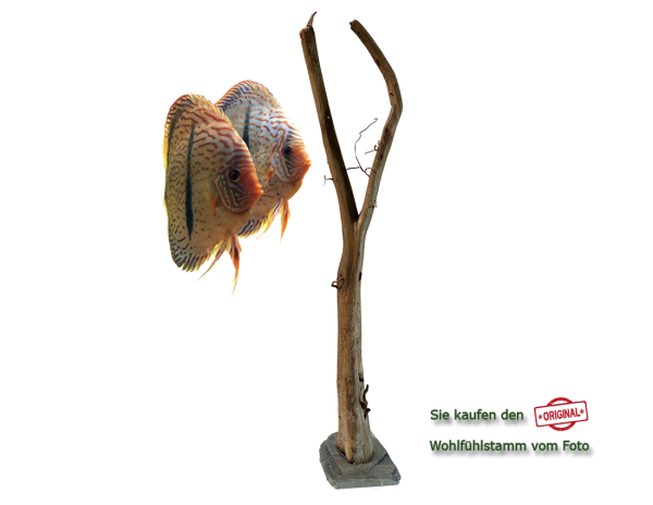 Diskus Wohlfühlstamm Original Nr.158 Höhe 59cm
