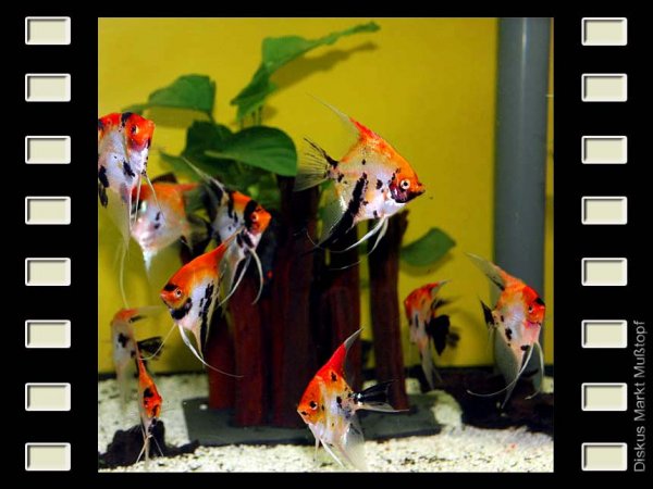 Skalar "Red Devil" 12-13cm H