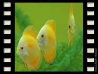 Lemon 7-8cm