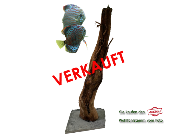 Diskus Wohlfühlstamm Original Nr.21 Höhe 58cm